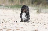 PETIT CHIEN LION 053